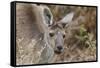 Western Australia, Perth, Yanchep National Park. Western Gray Kangaroo Close Up-Cindy Miller Hopkins-Framed Stretched Canvas