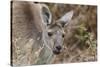 Western Australia, Perth, Yanchep National Park. Western Gray Kangaroo Close Up-Cindy Miller Hopkins-Stretched Canvas