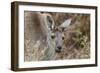 Western Australia, Perth, Yanchep National Park. Western Gray Kangaroo Close Up-Cindy Miller Hopkins-Framed Photographic Print