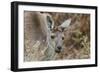 Western Australia, Perth, Yanchep National Park. Western Gray Kangaroo Close Up-Cindy Miller Hopkins-Framed Photographic Print