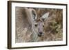 Western Australia, Perth, Yanchep National Park. Western Gray Kangaroo Close Up-Cindy Miller Hopkins-Framed Photographic Print