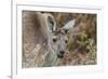 Western Australia, Perth, Yanchep National Park. Western Gray Kangaroo Close Up-Cindy Miller Hopkins-Framed Photographic Print