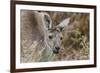 Western Australia, Perth, Yanchep National Park. Western Gray Kangaroo Close Up-Cindy Miller Hopkins-Framed Photographic Print