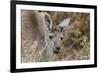 Western Australia, Perth, Yanchep National Park. Western Gray Kangaroo Close Up-Cindy Miller Hopkins-Framed Photographic Print