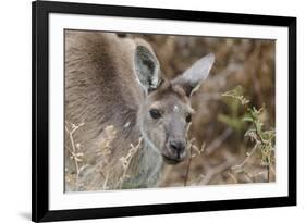 Western Australia, Perth, Yanchep National Park. Western Gray Kangaroo Close Up-Cindy Miller Hopkins-Framed Photographic Print