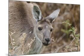 Western Australia, Perth, Yanchep National Park. Western Gray Kangaroo Close Up-Cindy Miller Hopkins-Mounted Photographic Print