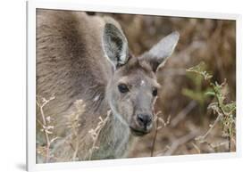 Western Australia, Perth, Yanchep National Park. Western Gray Kangaroo Close Up-Cindy Miller Hopkins-Framed Photographic Print