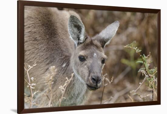 Western Australia, Perth, Yanchep National Park. Western Gray Kangaroo Close Up-Cindy Miller Hopkins-Framed Photographic Print