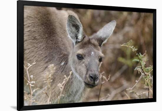 Western Australia, Perth, Yanchep National Park. Western Gray Kangaroo Close Up-Cindy Miller Hopkins-Framed Photographic Print