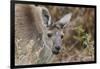 Western Australia, Perth, Yanchep National Park. Western Gray Kangaroo Close Up-Cindy Miller Hopkins-Framed Photographic Print