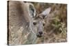 Western Australia, Perth, Yanchep National Park. Western Gray Kangaroo Close Up-Cindy Miller Hopkins-Stretched Canvas