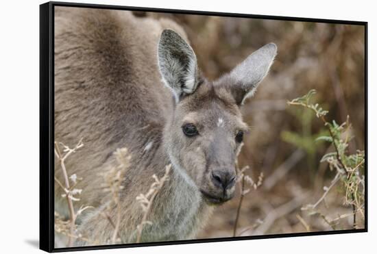 Western Australia, Perth, Yanchep National Park. Western Gray Kangaroo Close Up-Cindy Miller Hopkins-Framed Stretched Canvas