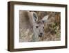 Western Australia, Perth, Yanchep National Park. Western Gray Kangaroo Close Up-Cindy Miller Hopkins-Framed Photographic Print