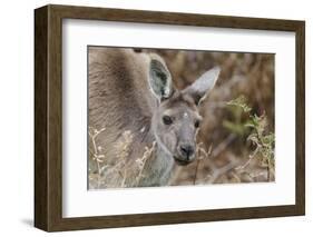 Western Australia, Perth, Yanchep National Park. Western Gray Kangaroo Close Up-Cindy Miller Hopkins-Framed Photographic Print