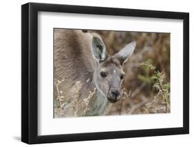 Western Australia, Perth, Yanchep National Park. Western Gray Kangaroo Close Up-Cindy Miller Hopkins-Framed Photographic Print