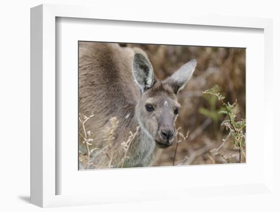 Western Australia, Perth, Yanchep National Park. Western Gray Kangaroo Close Up-Cindy Miller Hopkins-Framed Photographic Print