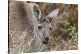 Western Australia, Perth, Yanchep National Park. Western Gray Kangaroo Close Up-Cindy Miller Hopkins-Stretched Canvas