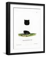 Western Barbastelle-null-Framed Giclee Print