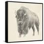 Western Bison Study-Ethan Harper-Framed Stretched Canvas