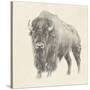 Western Bison Study-Ethan Harper-Stretched Canvas