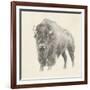 Western Bison Study-Ethan Harper-Framed Art Print