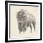 Western Bison Study-Ethan Harper-Framed Art Print