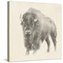 Western Bison Study-Ethan Harper-Stretched Canvas