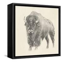 Western Bison Study-Ethan Harper-Framed Stretched Canvas