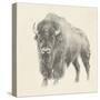 Western Bison Study-Ethan Harper-Stretched Canvas