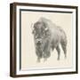 Western Bison Study-Ethan Harper-Framed Art Print