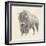 Western Bison Study-Ethan Harper-Framed Art Print