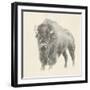 Western Bison Study-Ethan Harper-Framed Art Print