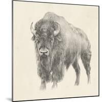 Western Bison Study-Ethan Harper-Mounted Art Print