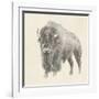 Western Bison Study-Ethan Harper-Framed Art Print