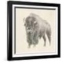 Western Bison Study-Ethan Harper-Framed Art Print