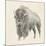 Western Bison Study-Ethan Harper-Mounted Art Print