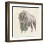 Western Bison Study-Ethan Harper-Framed Art Print