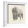 Western Bison Study-Ethan Harper-Framed Art Print