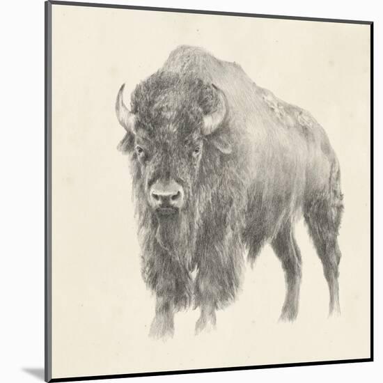 Western Bison Study-Ethan Harper-Mounted Art Print