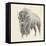 Western Bison Study-Ethan Harper-Framed Stretched Canvas