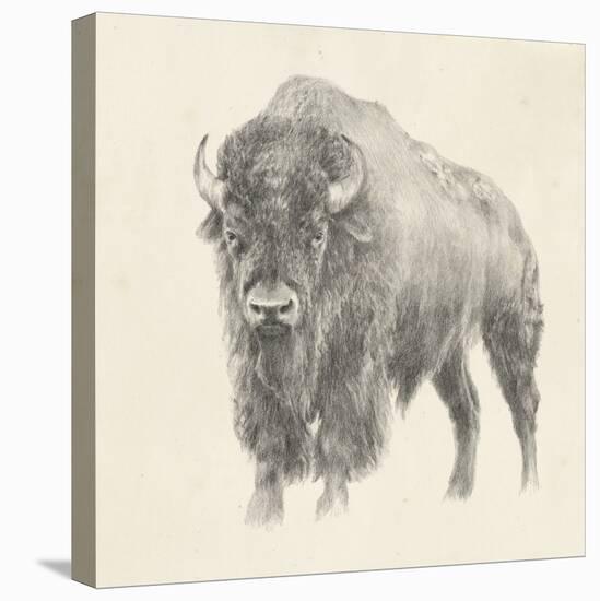 Western Bison Study-Ethan Harper-Stretched Canvas