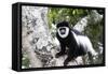 Western Black and White Colobus Monkey, King Colobus Monkey-null-Framed Stretched Canvas