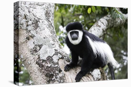 Western Black and White Colobus Monkey, King Colobus Monkey-null-Stretched Canvas