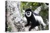 Western Black and White Colobus Monkey, King Colobus Monkey-null-Stretched Canvas
