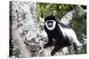 Western Black and White Colobus Monkey, King Colobus Monkey-null-Stretched Canvas