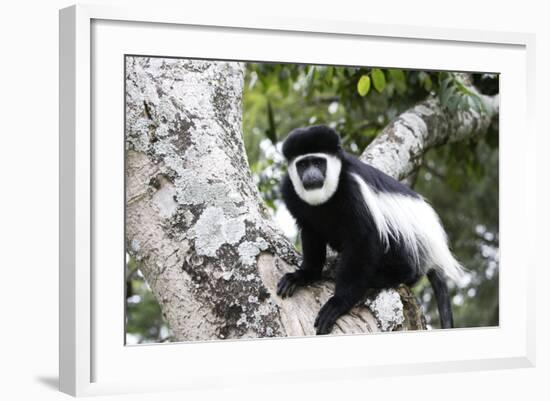 Western Black and White Colobus Monkey, King Colobus Monkey-null-Framed Photographic Print