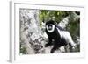 Western Black and White Colobus Monkey, King Colobus Monkey-null-Framed Photographic Print