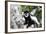 Western Black and White Colobus Monkey, King Colobus Monkey-null-Framed Photographic Print