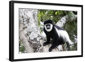 Western Black and White Colobus Monkey, King Colobus Monkey-null-Framed Photographic Print