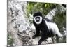 Western Black and White Colobus Monkey, King Colobus Monkey-null-Mounted Photographic Print